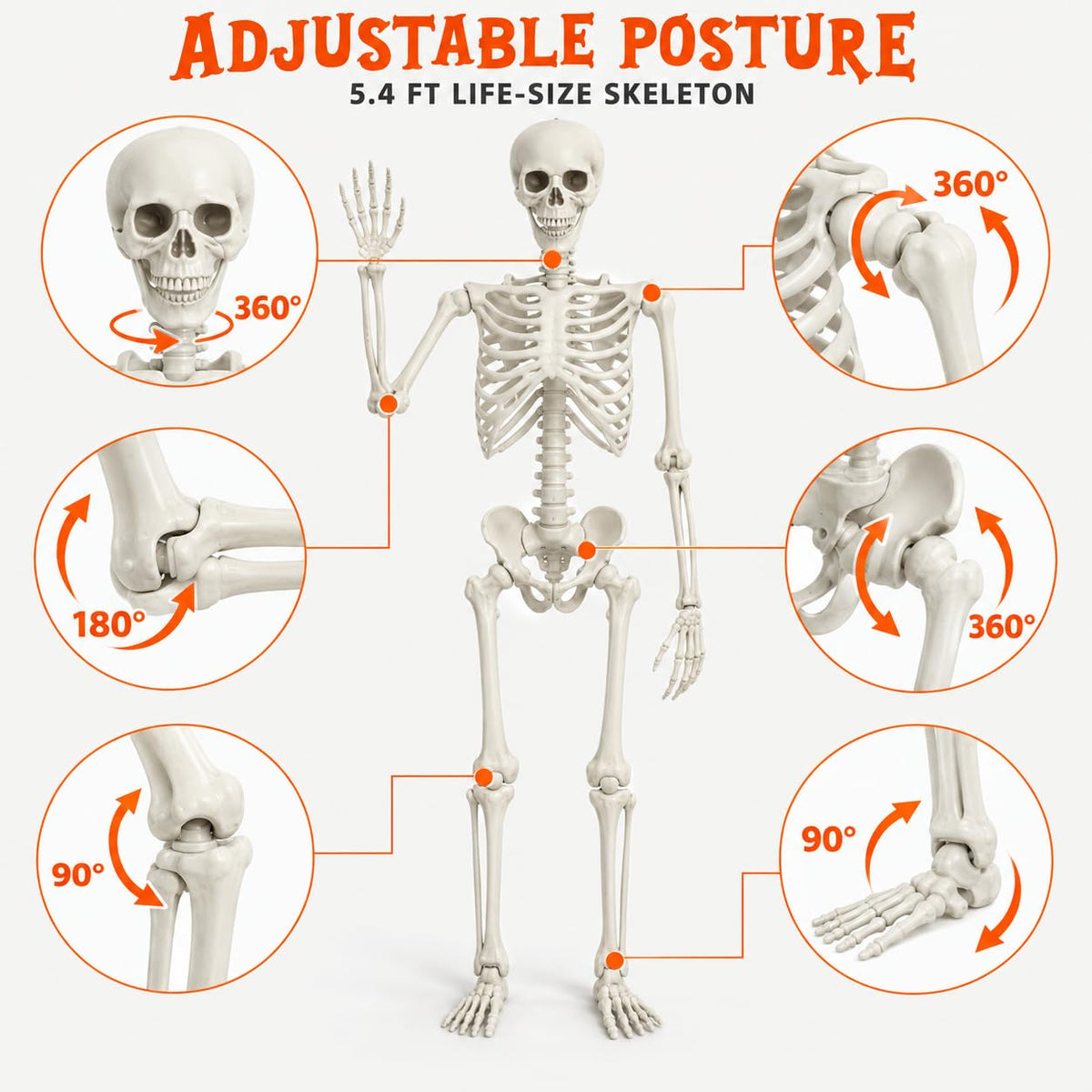 5.4FT Posable Life Size Skeleton with Movable Joints O95095