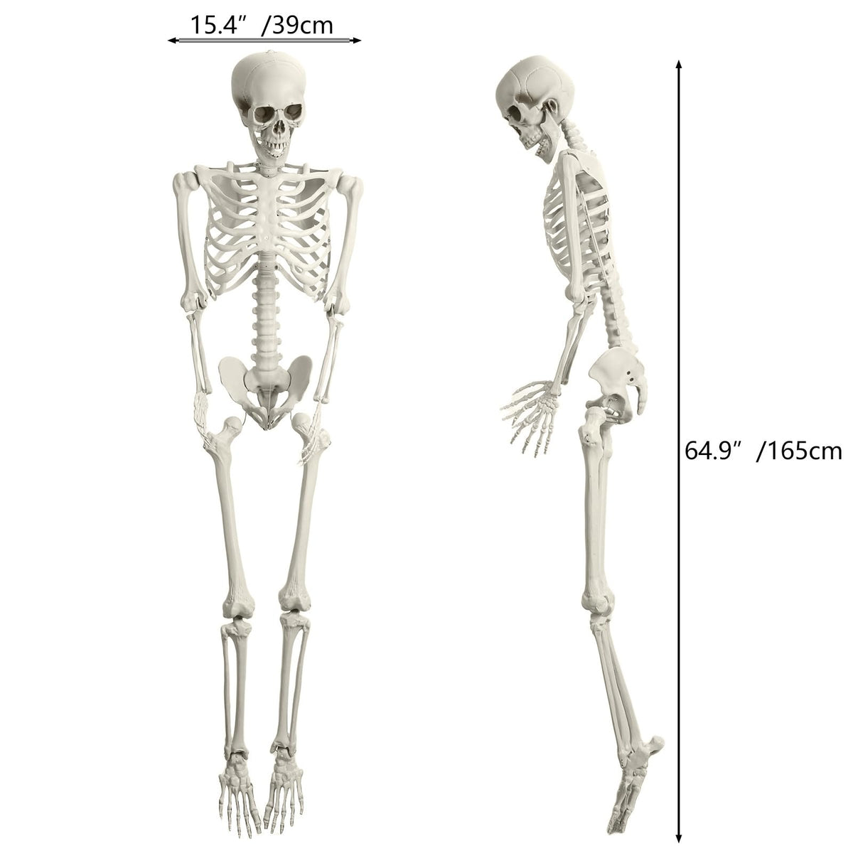 5.4FT Posable Life Size Skeleton with Movable Joints O95095
