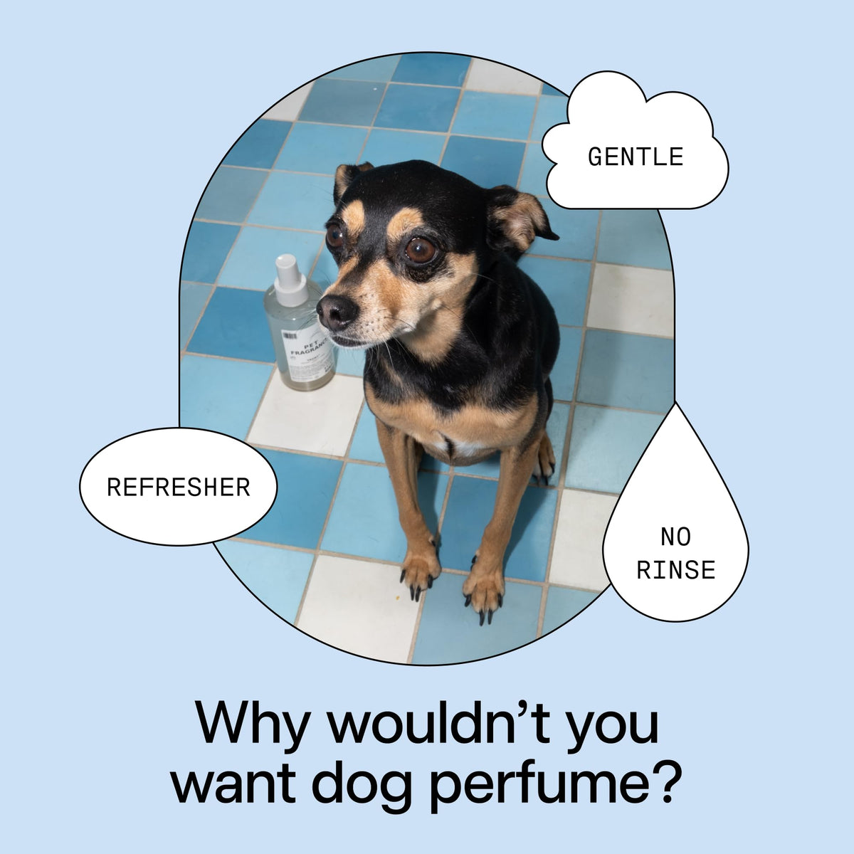 Pet Shampoo & Fragrance Bundle Dog Grooming Set T648